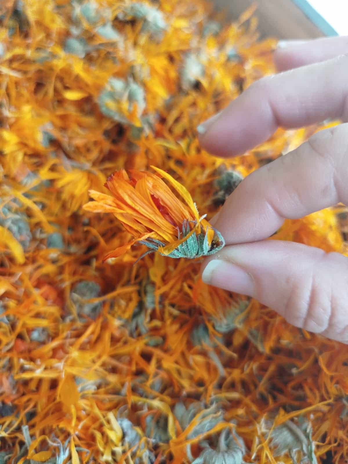 פרחי קלנדולה